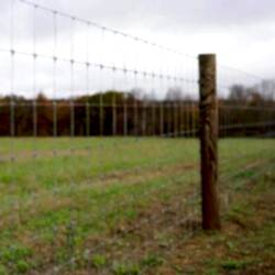 sheep wire