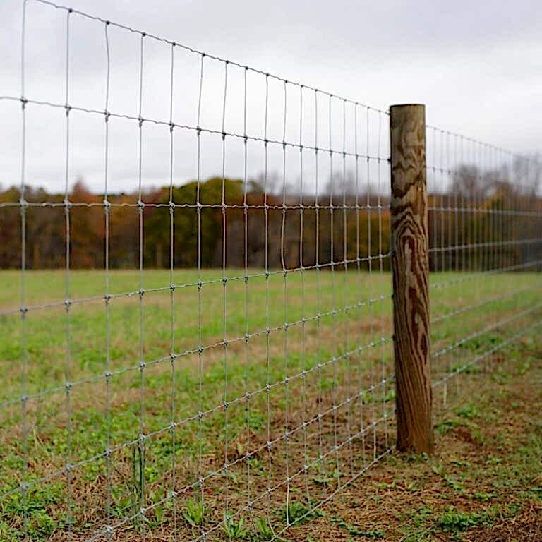 sheep wire