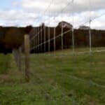 Live Stock Wire Fencing